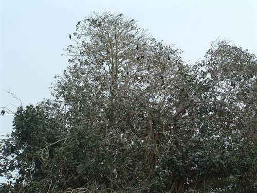AjmerCrowsInTree