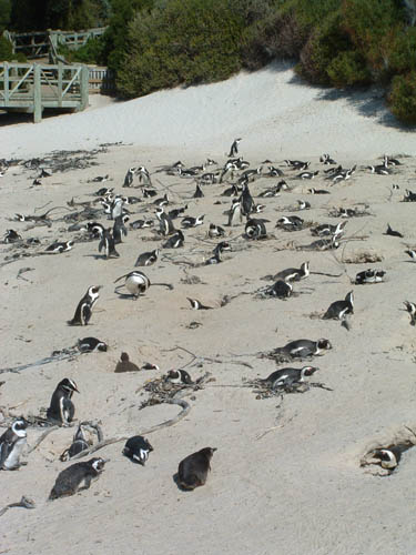 SABouldersPenguins2
