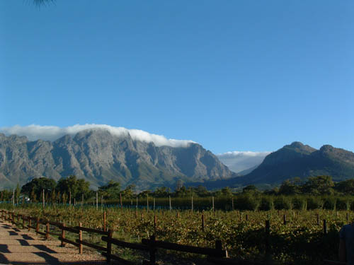SAFranschoekVineyards