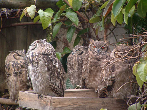 SAWorldOfBirdOwls