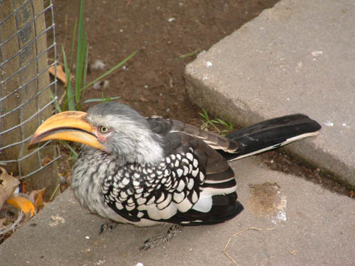 SAWorldofBirdsWeird