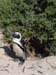 SABouldersPenguin1
