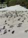 SABouldersPenguins2