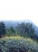 SAKirstenbosch2
