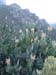 SAKirstenbosch3