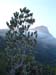 SAKirstenbosch4