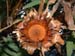 SAKirstenbosch5
