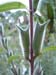 SAKirstenbosch6