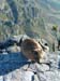 SATableMountainDassie