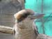 SAWorldOfBirds1
