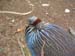 SAWorldOfBirds3