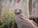 SAWorldOfBirds5