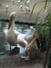 SAWorldOfBirds6