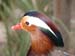 SAWorldofBirds4