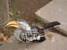 SAWorldofBirdsWeird