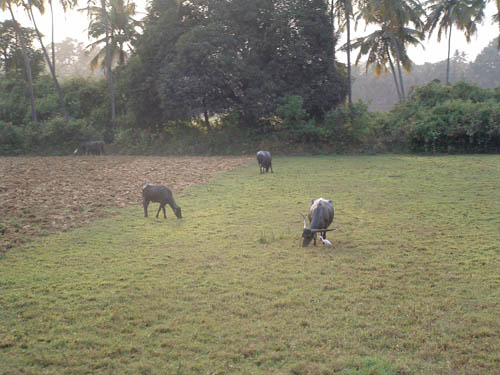 GoaCows