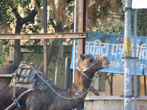 JaipurCamel