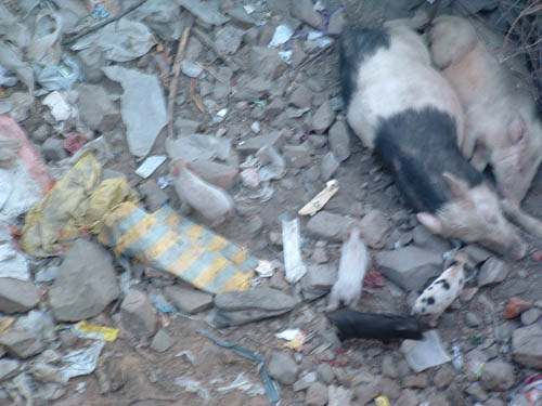 JaipurPigsInYard