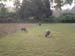 GoaCows