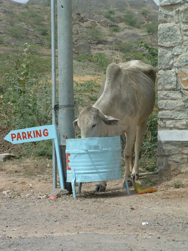 BusToJodhpur-Cow