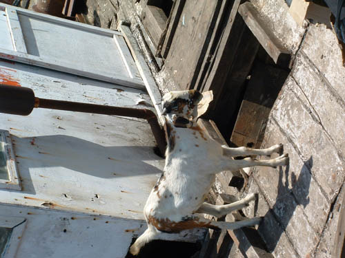 Bombay - Elephanta Island 015