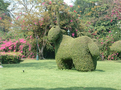 HuaHinTopiary
