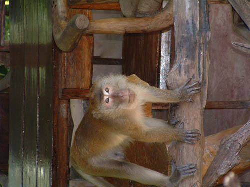 KhaoSokMonkey