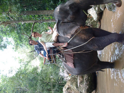 KoSamuiElephant